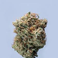 Exploring the Best Cannabis Seeds California Has to Offer Exploring the Best Cannabis Seeds California Has to Offer